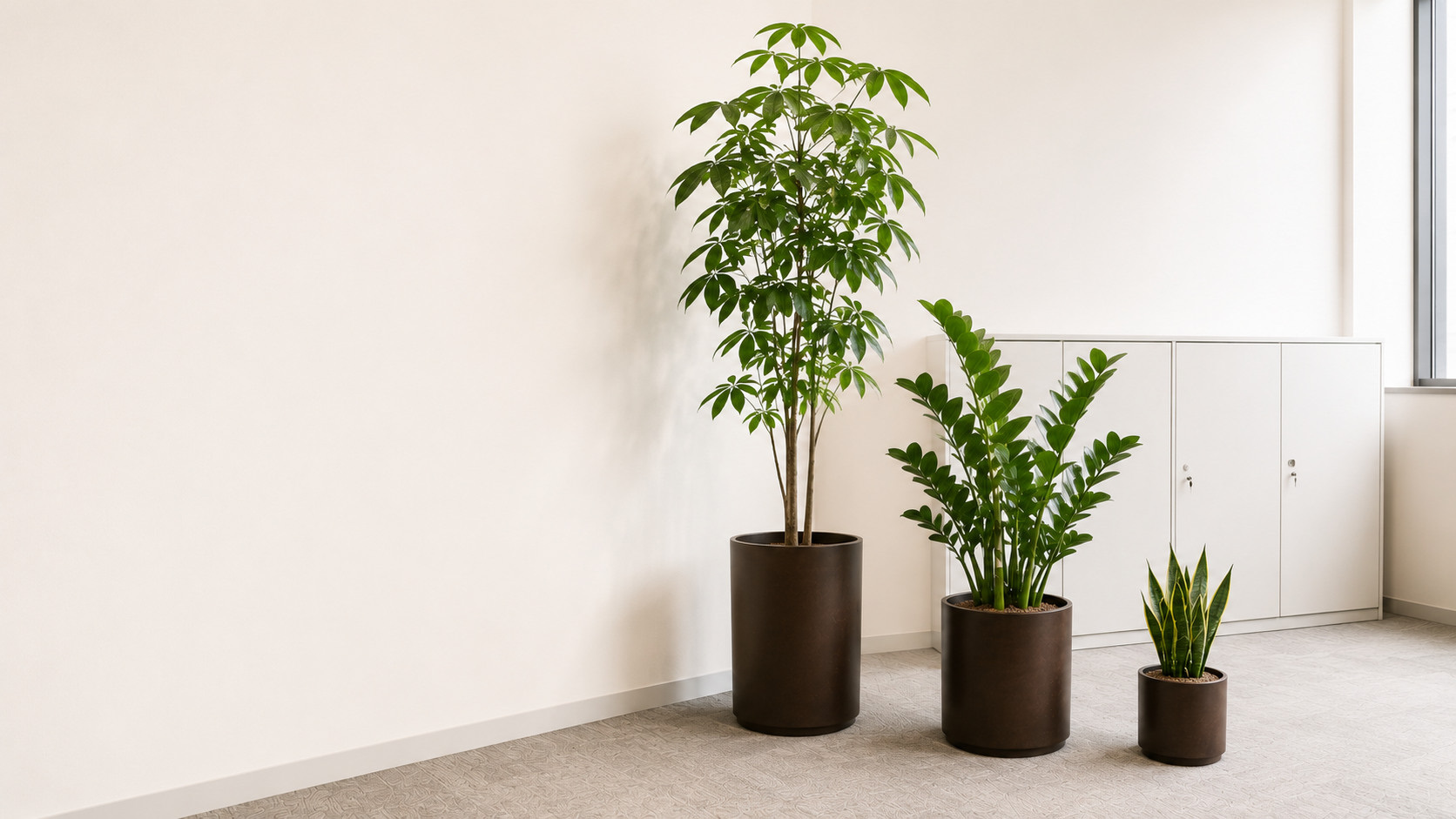 オフィスの一角に大きさの異なる観葉植物を3点並べた様子（AI生成のイメージ画像）